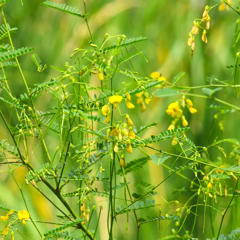 Sesbania Aculeata, Danch seeds - 25