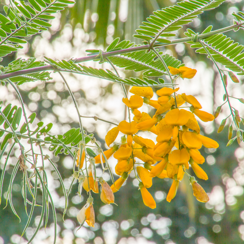 Sesbania Aculeata, Danch seeds - 25