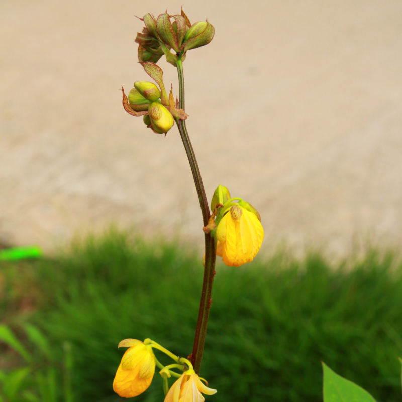 Sesbania Aculeata, Danch seeds - 25