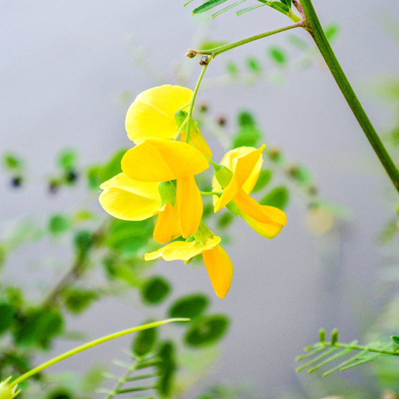 Sesbania Aculeata, Danch seeds - 25