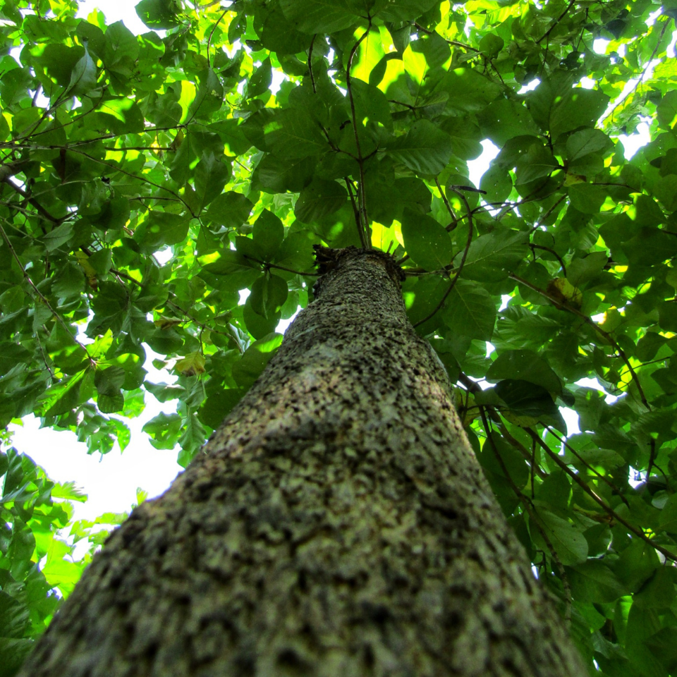 Teakwood, Sagwan seeds - 10