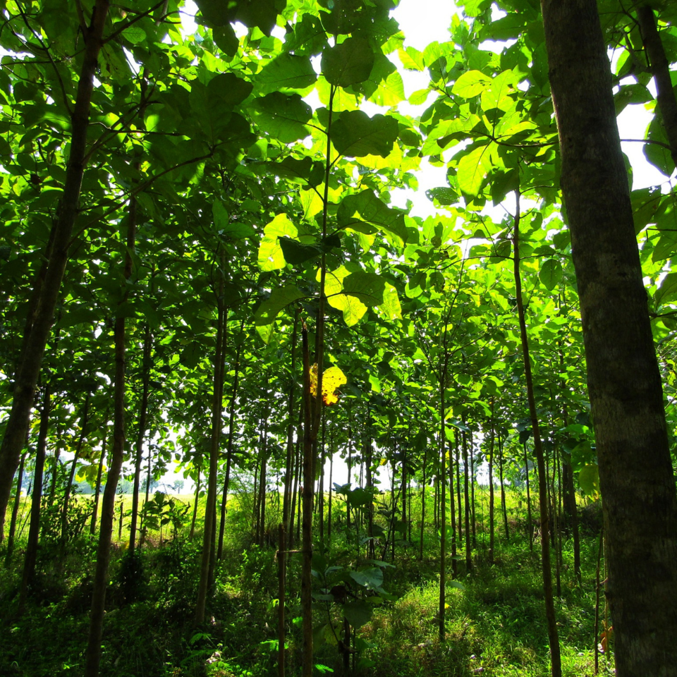 Teakwood, Sagwan seeds - 10
