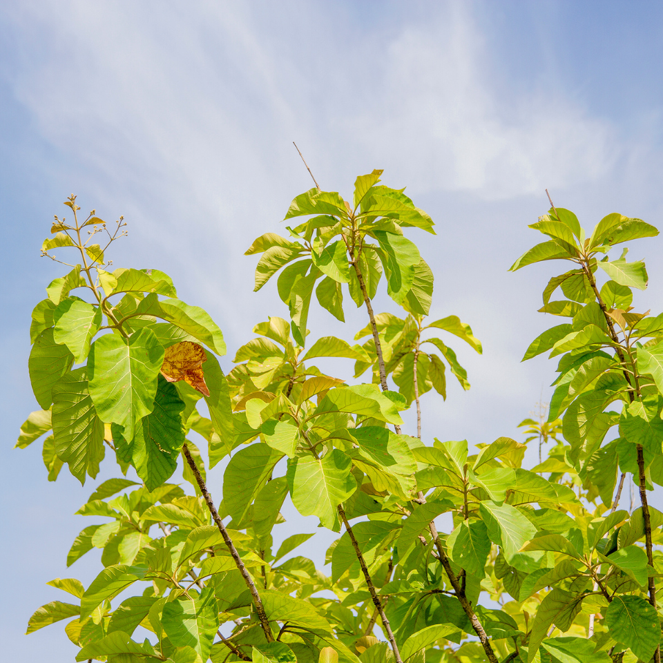 Teakwood, Sagwan seeds - 10