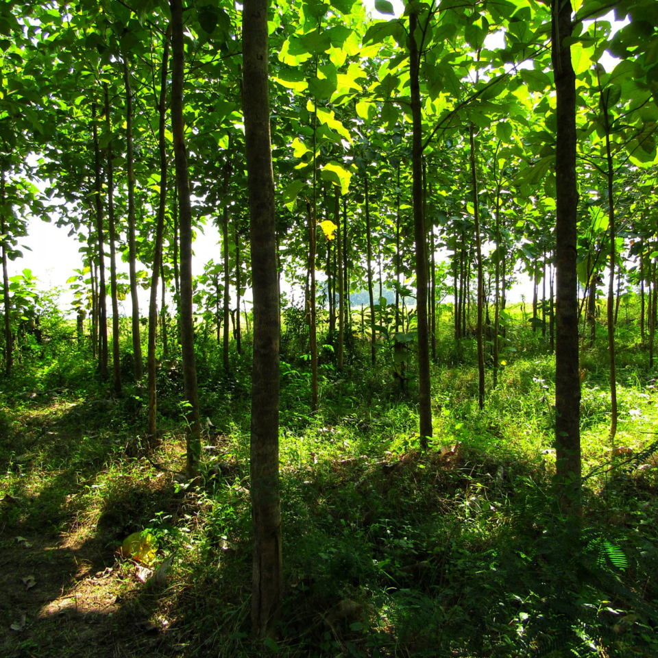 Teakwood, Sagwan seeds - 10