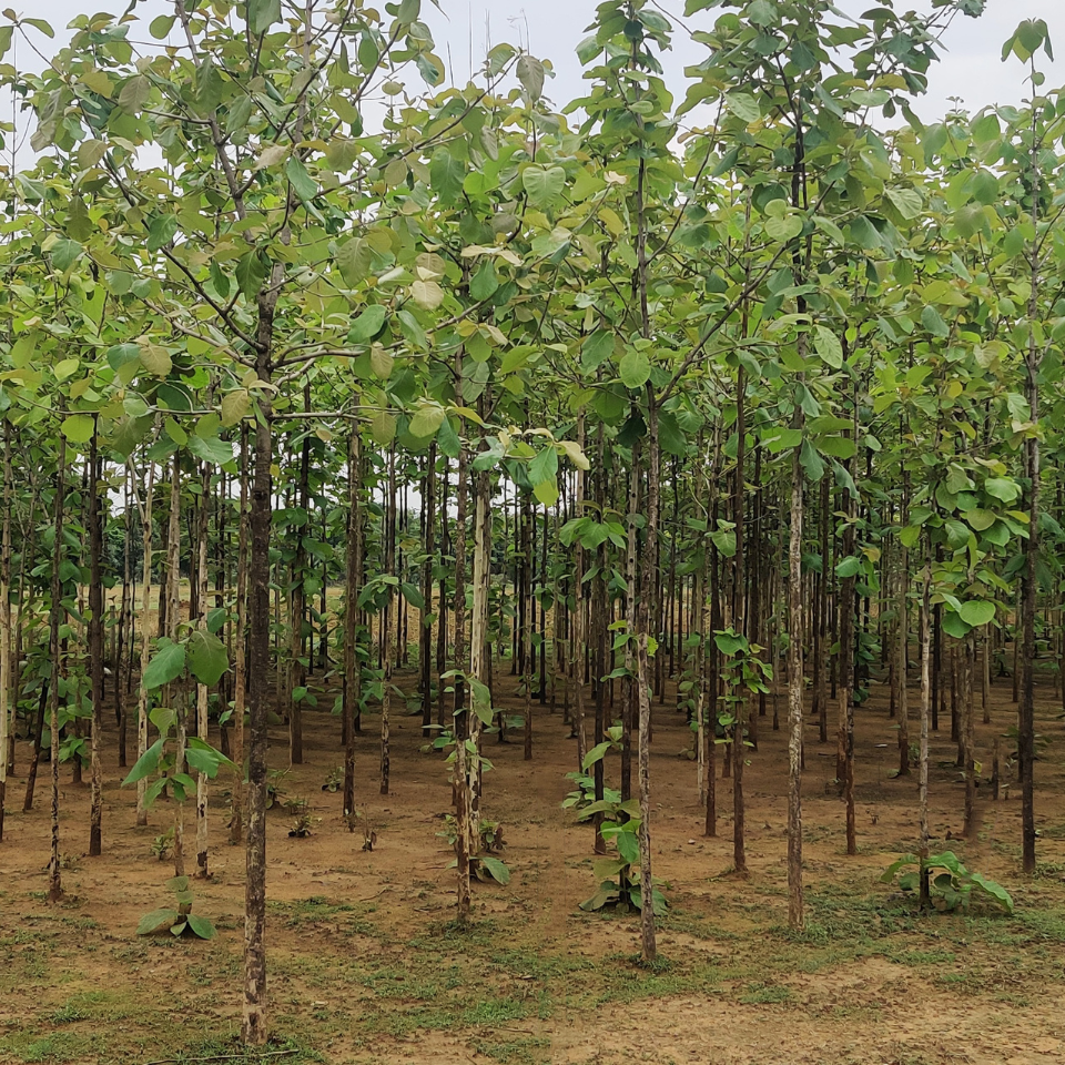 Teakwood, Sagwan seeds - 10