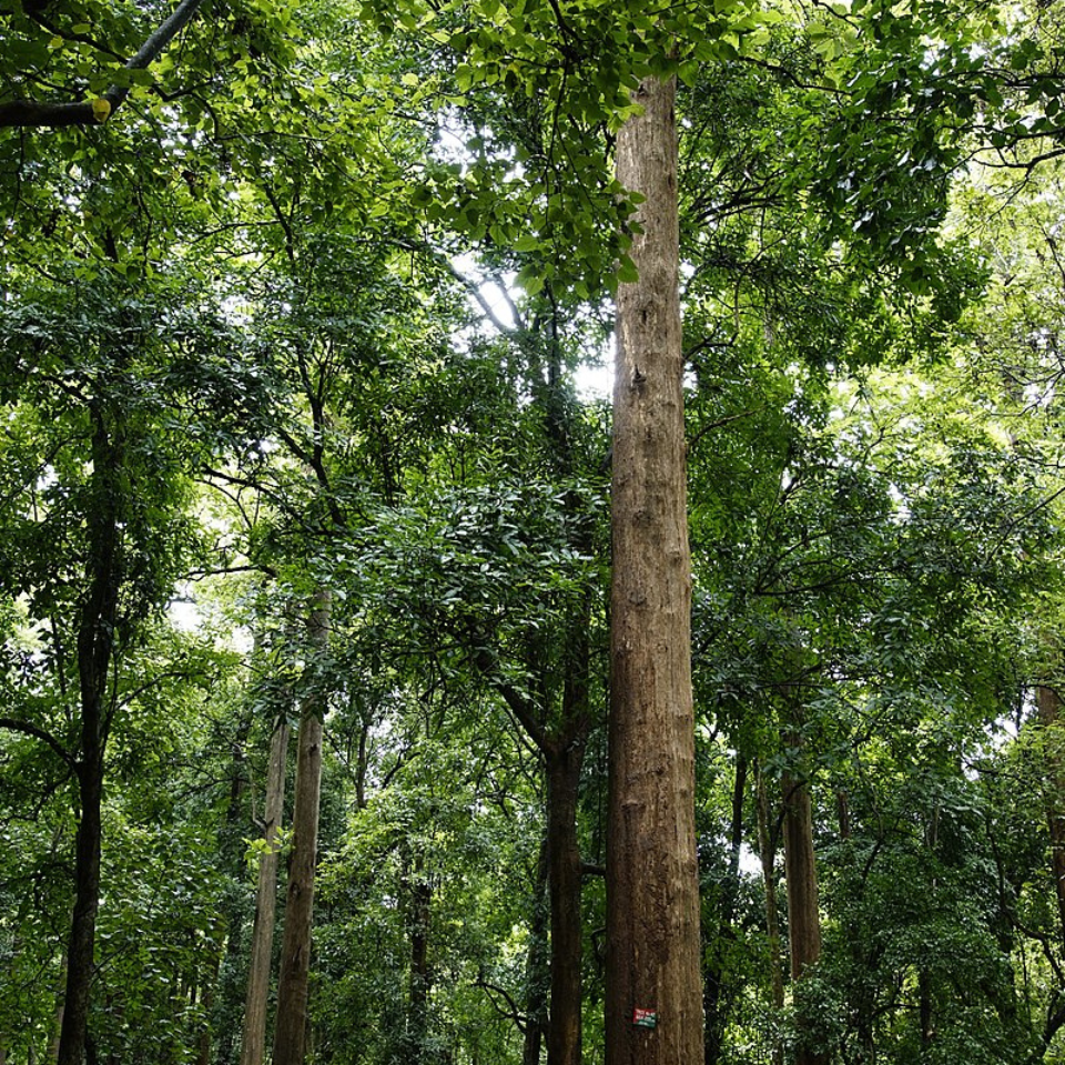 Teakwood, Sagwan seeds - 10
