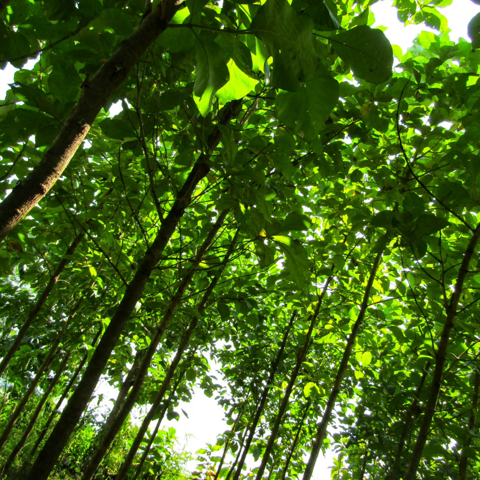 Teakwood, Sagwan seeds - 10
