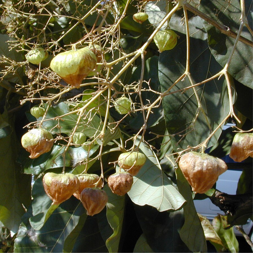 Teakwood, Sagwan seeds - 10