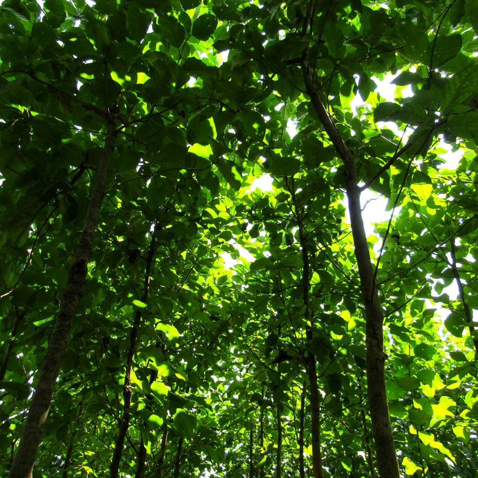 Teakwood, Sagwan seeds - 10