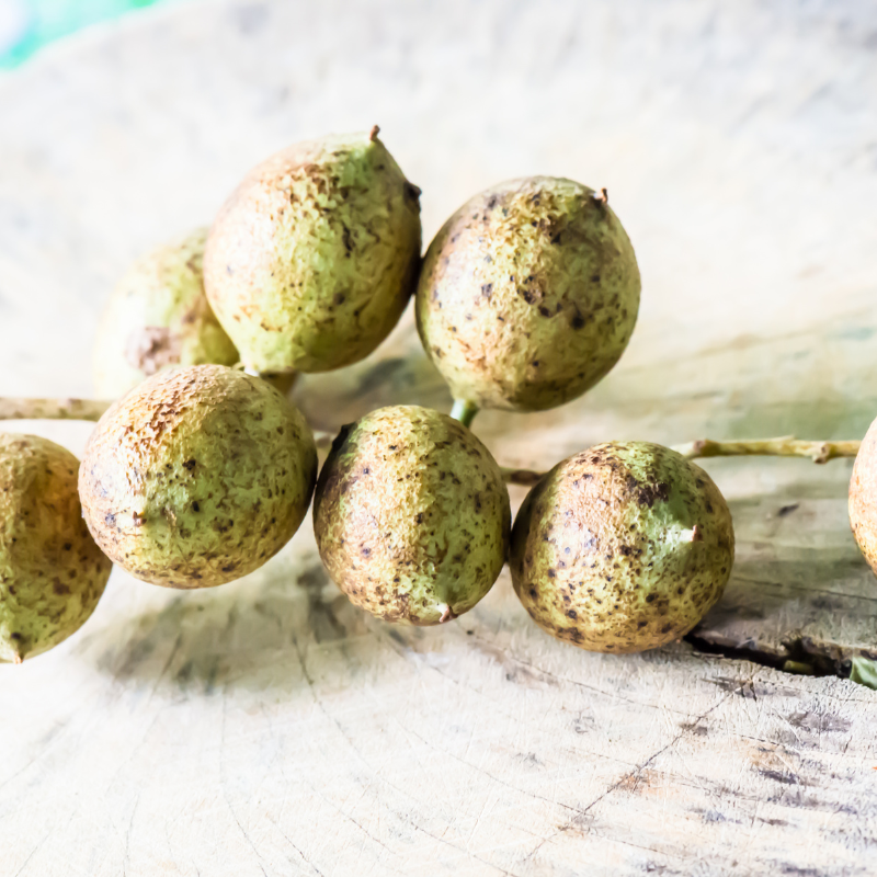 Kusum Tree, Ceylon Oak seeds - 5
