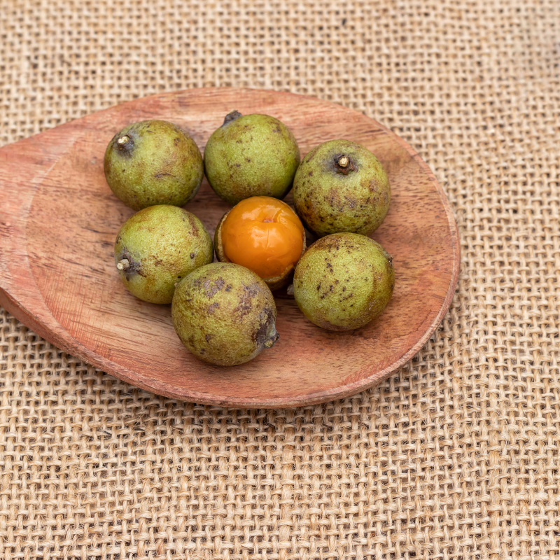 Kusum Tree, Ceylon Oak seeds - 5