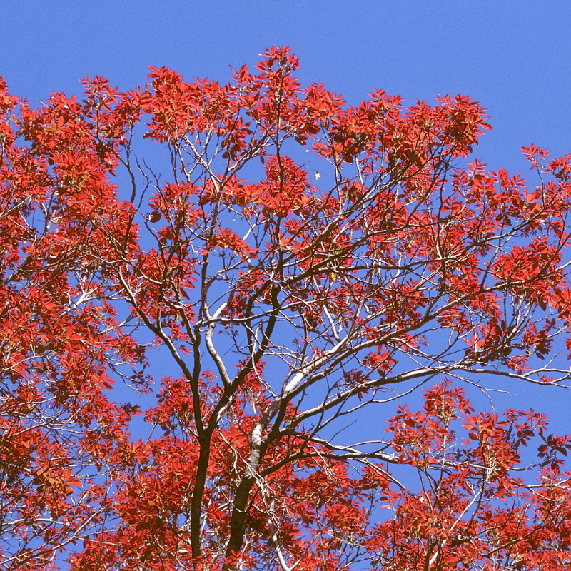 Kusum Tree, Ceylon Oak seeds - 5
