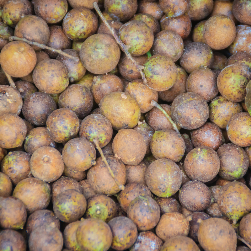 Kusum Tree, Ceylon Oak seeds - 5