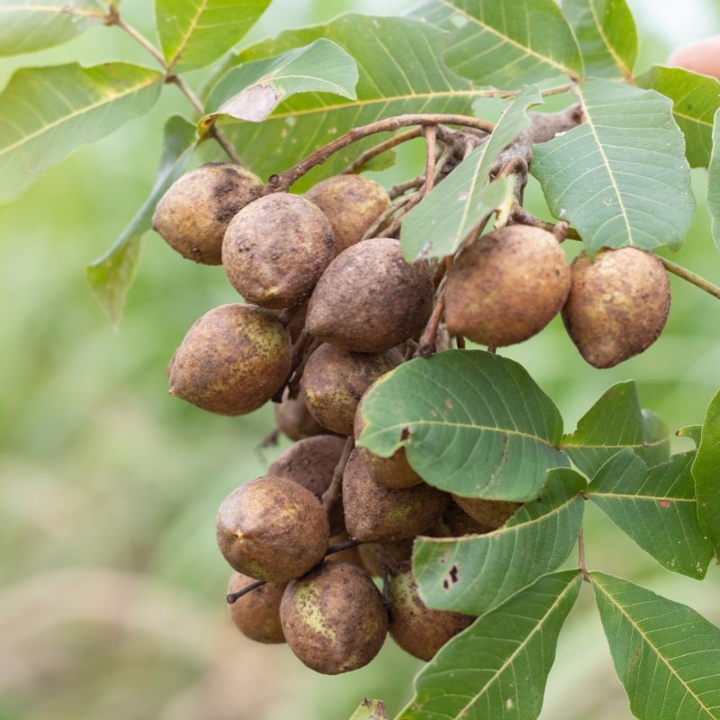 Kusum Tree, Ceylon Oak seeds - 5