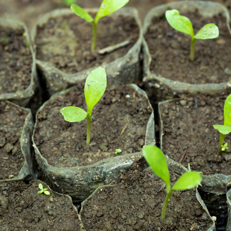 Kusum Tree, Ceylon Oak seeds - 5