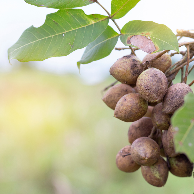 Kusum Tree, Ceylon Oak seeds - 5
