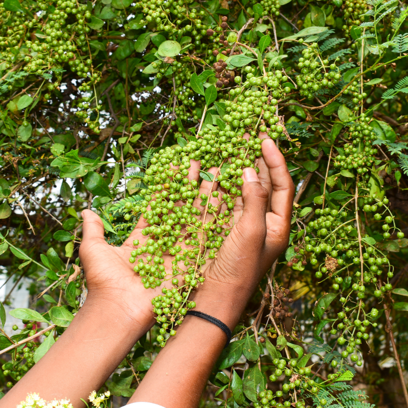 Lawsonia alba, Hina seeds - 100