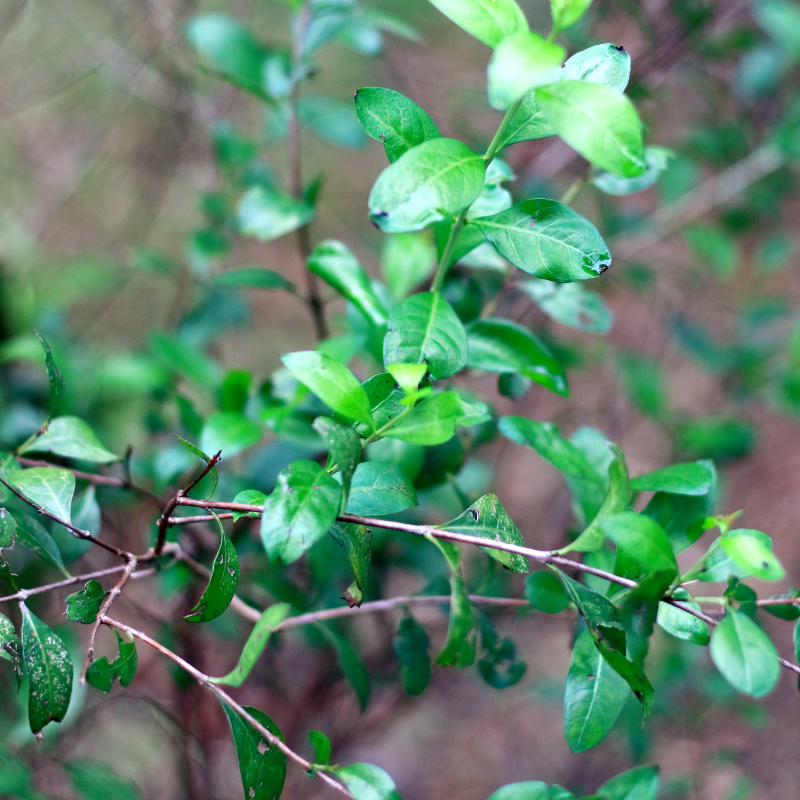 Lawsonia alba, Hina seeds - 100