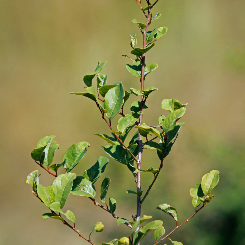 Lawsonia alba, Hina seeds - 100