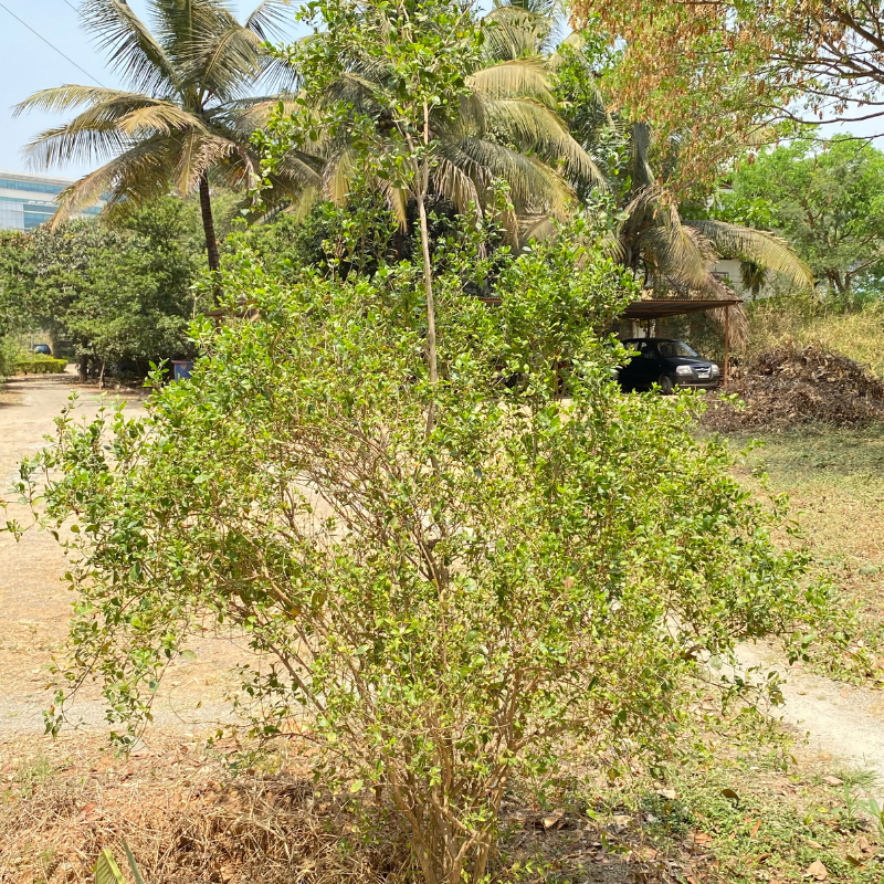 Lawsonia alba, Hina seeds - 100