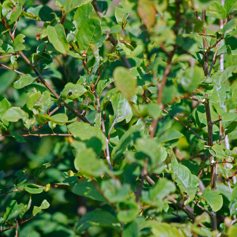 Lawsonia alba, Hina seeds - 100