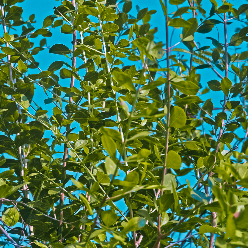 Lawsonia alba, Hina seeds - 100