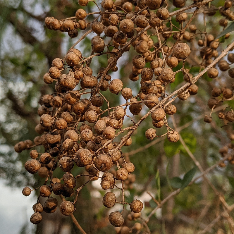 Lawsonia alba, Hina seeds - 100