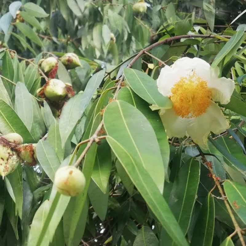Cobra saffron, ceylon ironwood seeds - 5