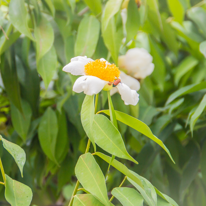 Cobra saffron, ceylon ironwood seeds - 5