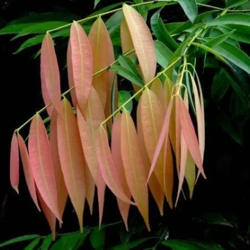 Cobra saffron, ceylon ironwood seeds - 5