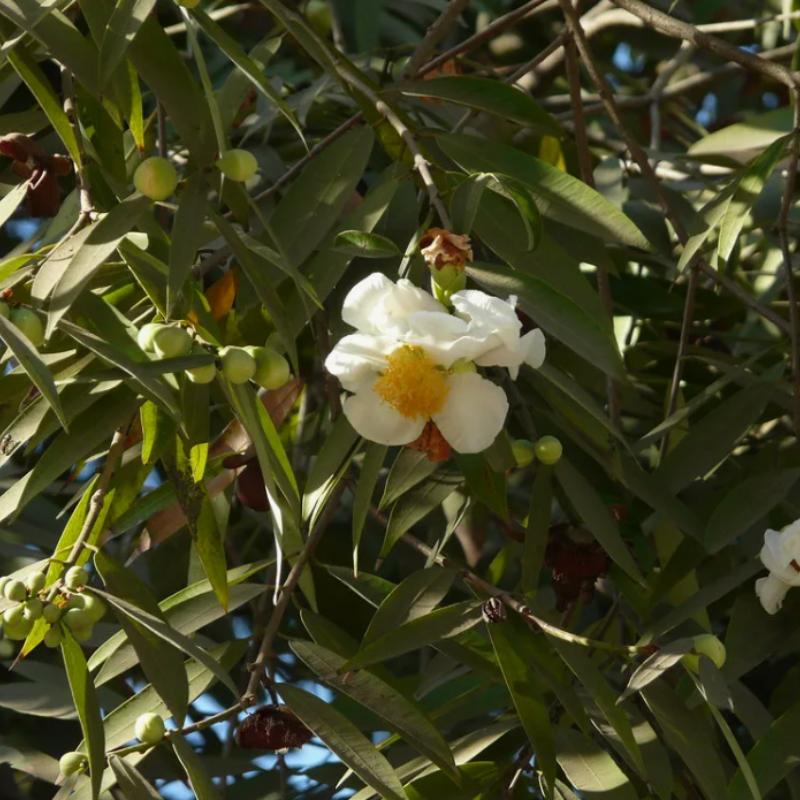 Cobra saffron, ceylon ironwood seeds - 5