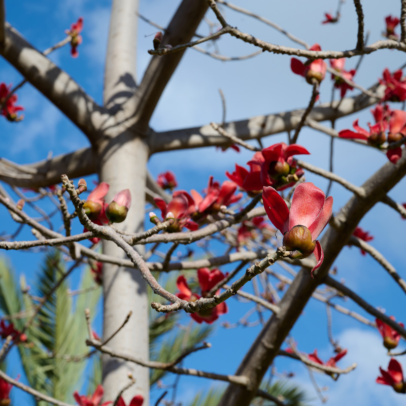 Salmalia Malabarica, Bombax ceiba seeds - 10