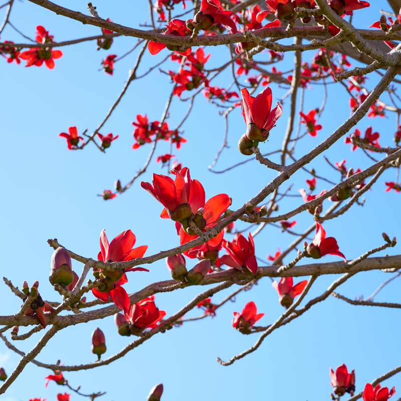 Salmalia Malabarica, Bombax ceiba seeds - 10