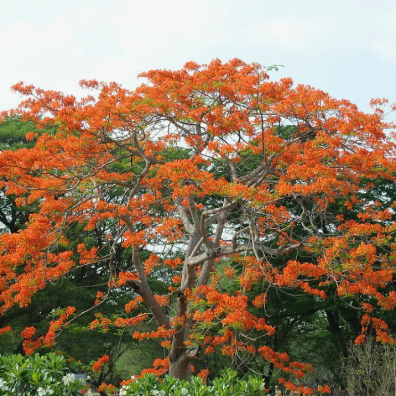 Salmalia Malabarica, Bombax ceiba seeds - 10