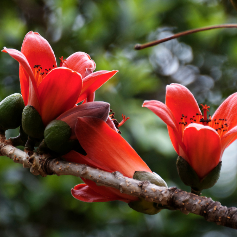 Salmalia Malabarica, Bombax ceiba seeds - 10