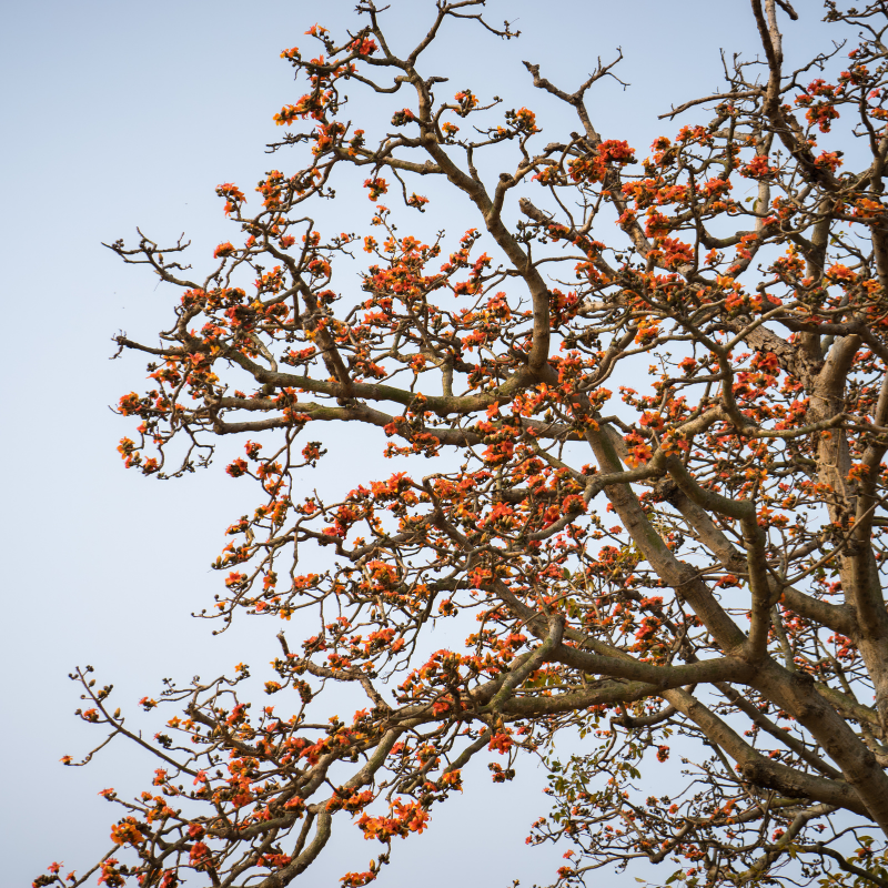 Salmalia Malabarica, Bombax ceiba seeds - 10