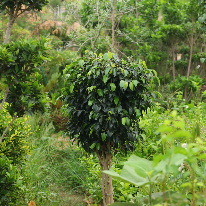 Ficus benjamina seeds - 500