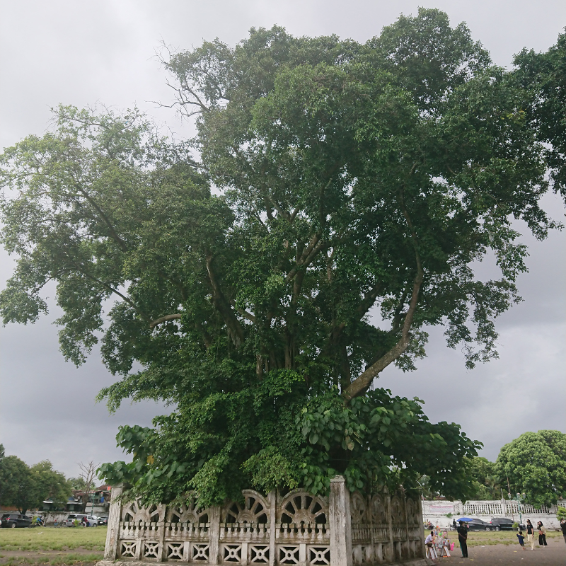 Ficus benjamina seeds - 500