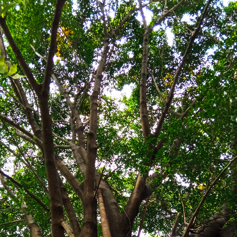 Ficus benjamina seeds - 500