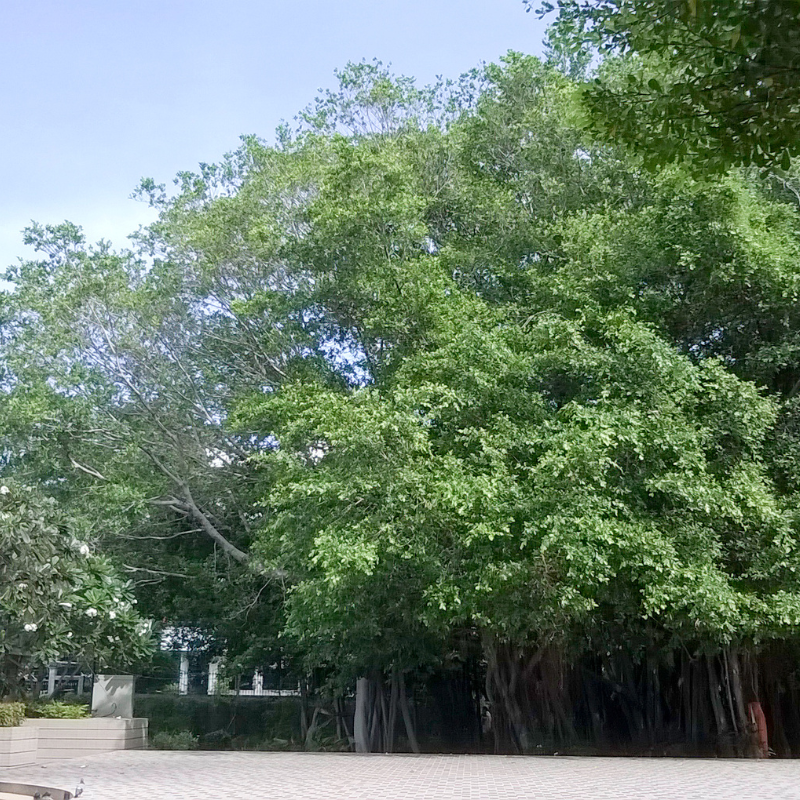Ficus benjamina seeds - 500