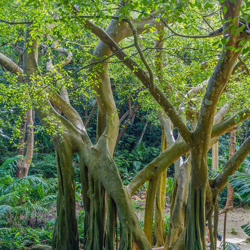 Ficus benjamina seeds - 100