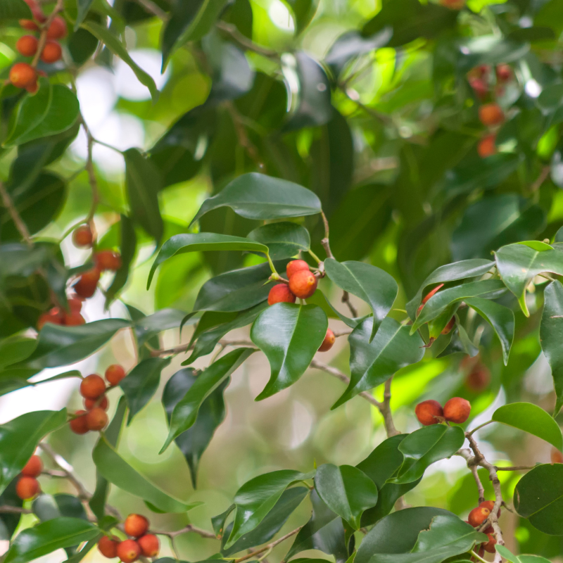 Ficus benjamina seeds - 500