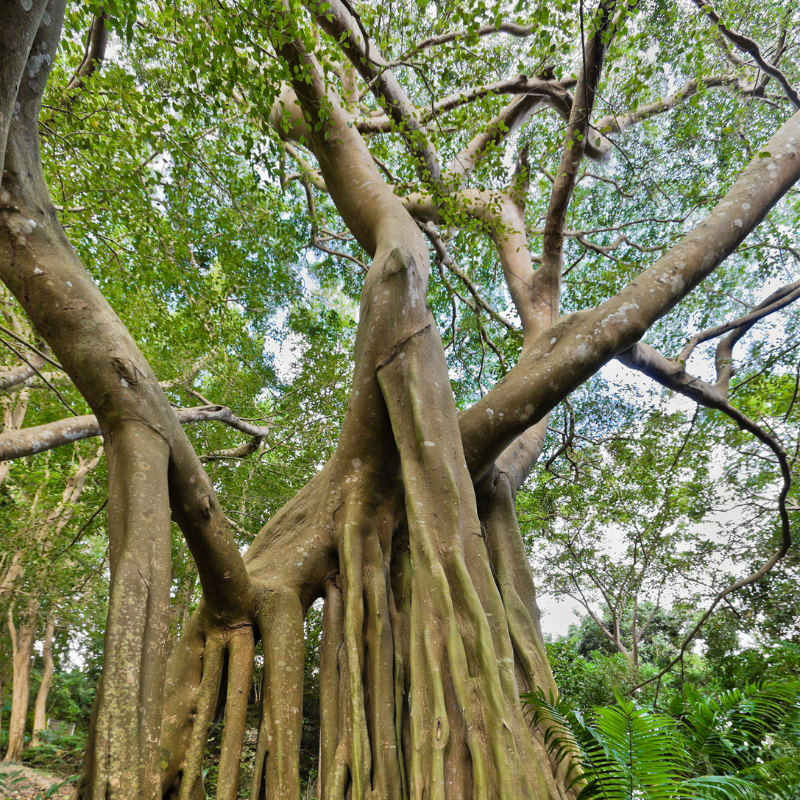 Ficus benjamina seeds - 500