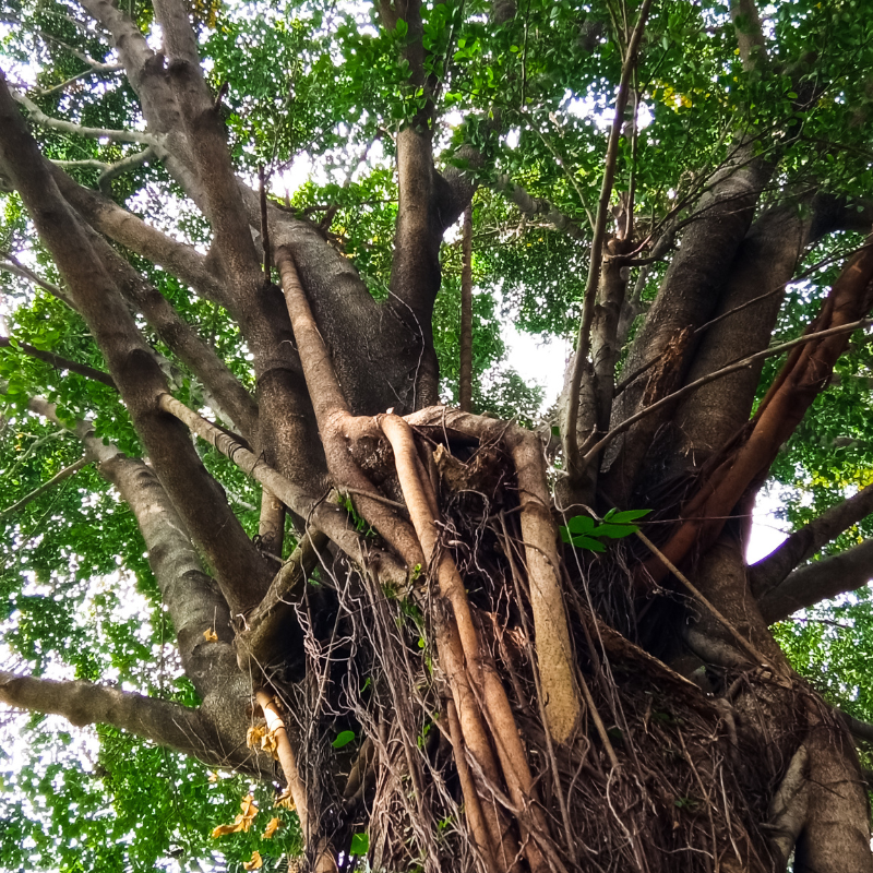 Ficus benjamina seeds - 500