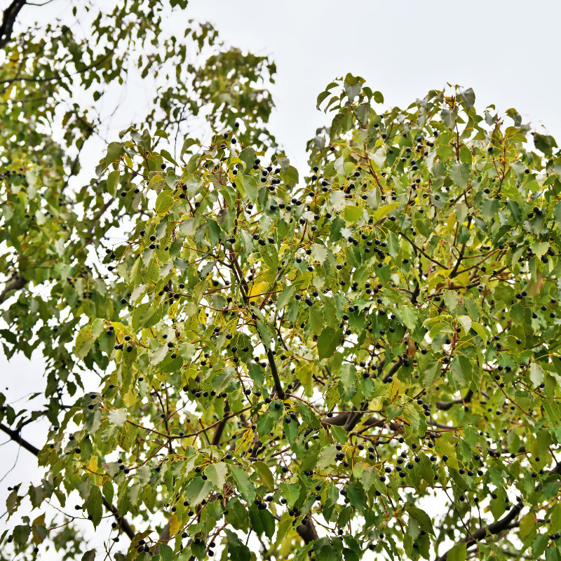 Cinnamomum camphora (Camphor Tree, Camphora officinarum) seeds - 10