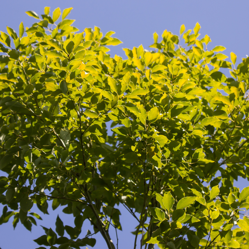 Cinnamomum camphora (Camphor Tree, Camphora officinarum) seeds - 10