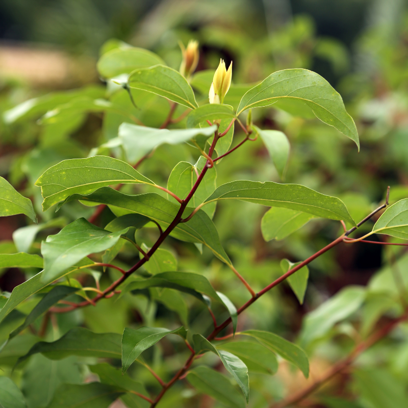 Cinnamomum camphora (Camphor Tree, Camphora officinarum) seeds - 10