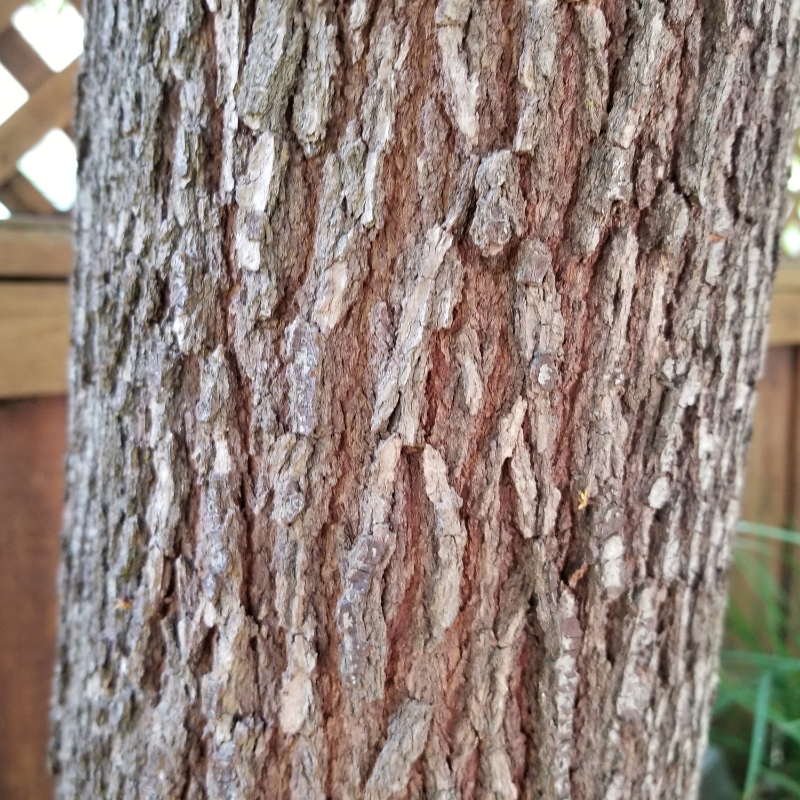 Cinnamomum camphora (Camphor Tree, Camphora officinarum) seeds - 10