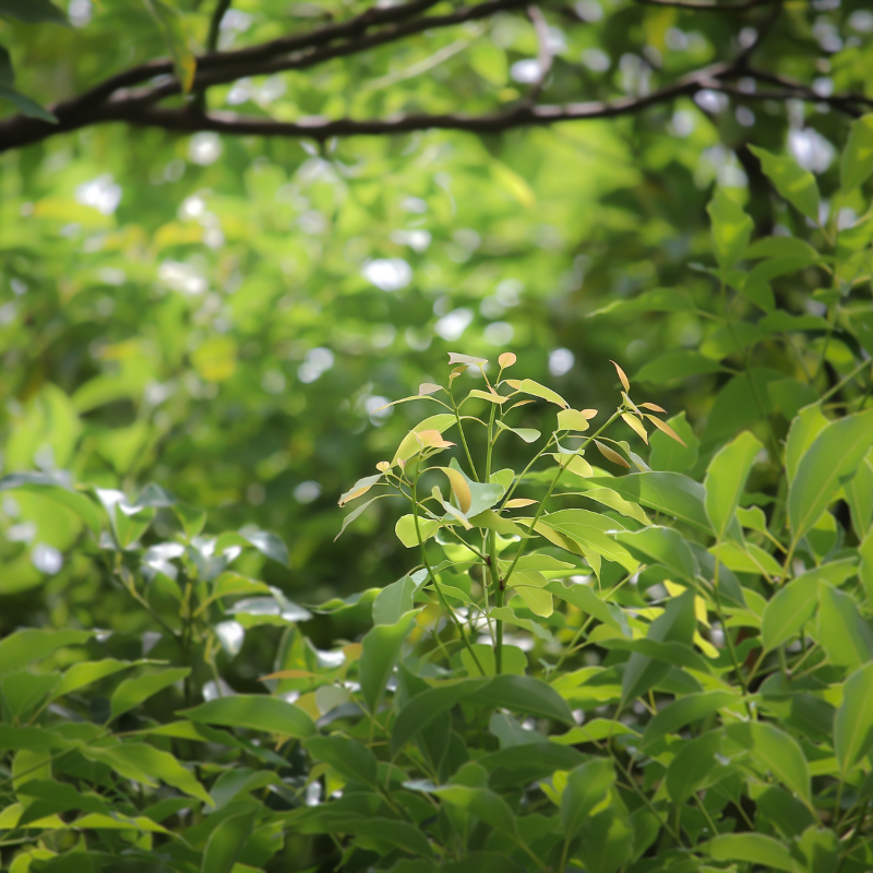 Cinnamomum camphora (Camphor Tree, Camphora officinarum) seeds - 10