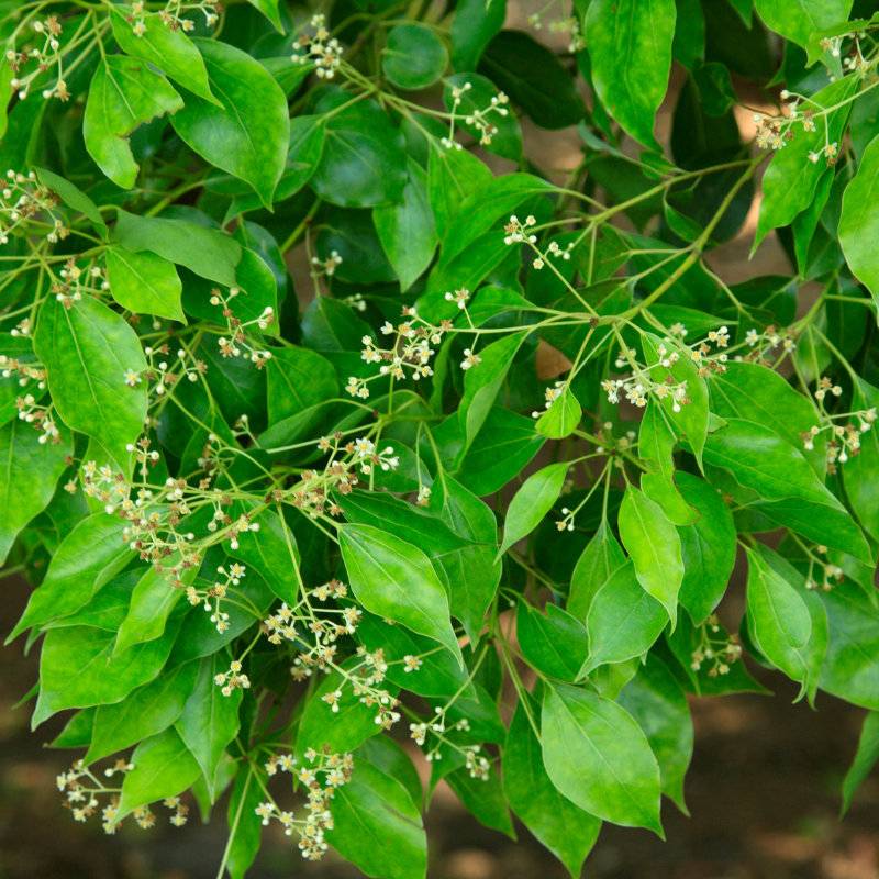 Cinnamomum camphora (Camphor Tree, Camphora officinarum) seeds - 10